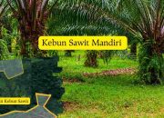 Ini Penjelasan Haji Jus Terkait Tudingan  Kebun Sawit di Bukit Konar Miliknya