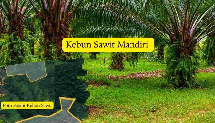Ini Penjelasan Haji Jus Terkait Tudingan  Kebun Sawit di Bukit Konar Miliknya