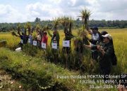 Dukung Ketahanan Pangan, Poktan Cilosari Desa Kalimas Baru Lakukan Panen Padi Perdana